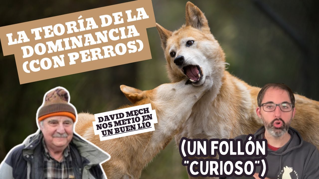 TEORÍA DE LA DOMINANCIA EN PERROS (Y por qué no hacer caso.)
