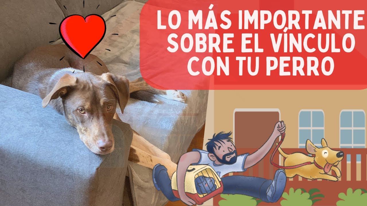 El VÍNCULO con tu perro ✨es LO MÁS importante ✨