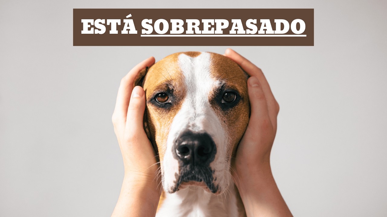No tienes un perro desobediente