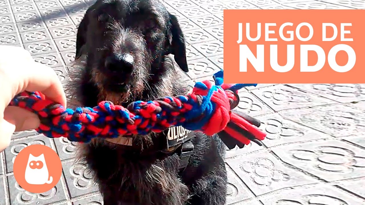 JUGUETES para PERROS - MORDEDOR CASERO para perro