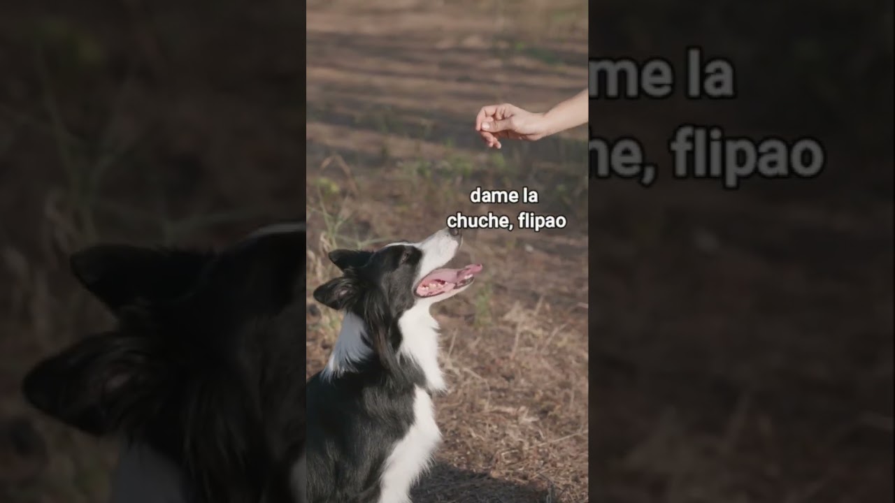 Mejora el vínculo con tu perro, evita relaciones tóxicas 🤣 2 en 1 #perros #shorts