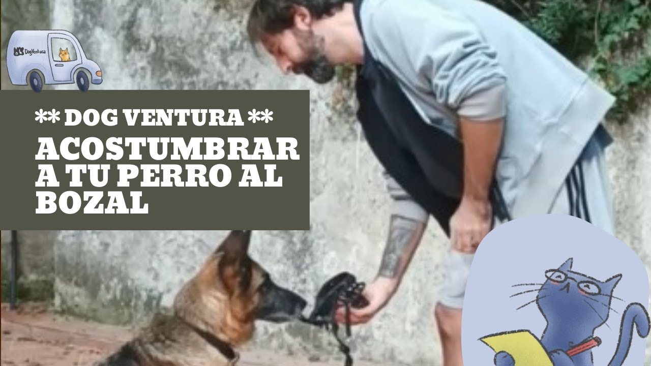 Acostumbrar a un perro al bozal