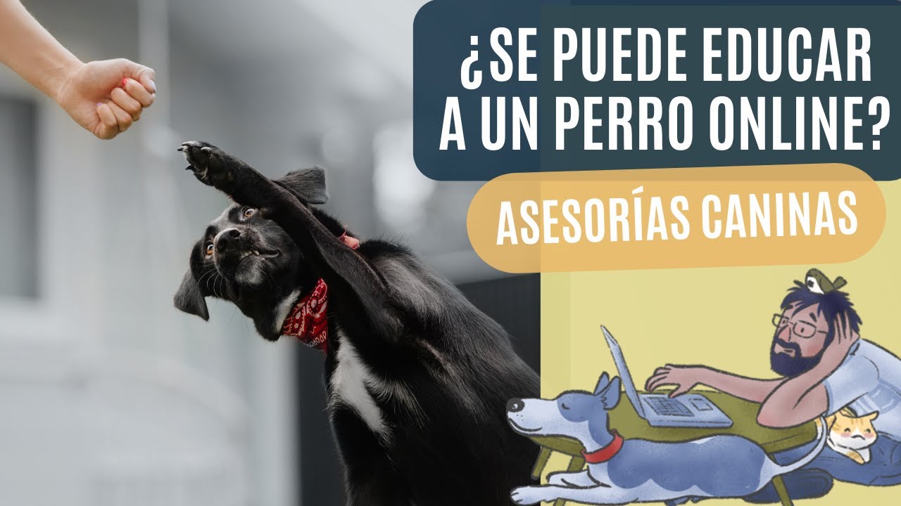 ¿Podemos EDUCAR a un PERRO🦮 ONLINE? 🧑‍🎓 ASESORÍAS CANINAS ❗❗