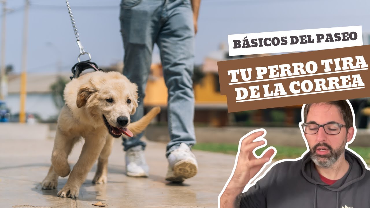 EL PASEO DE TU PERRO... EMPIEZA EN LA PUERTA DE TU CASA