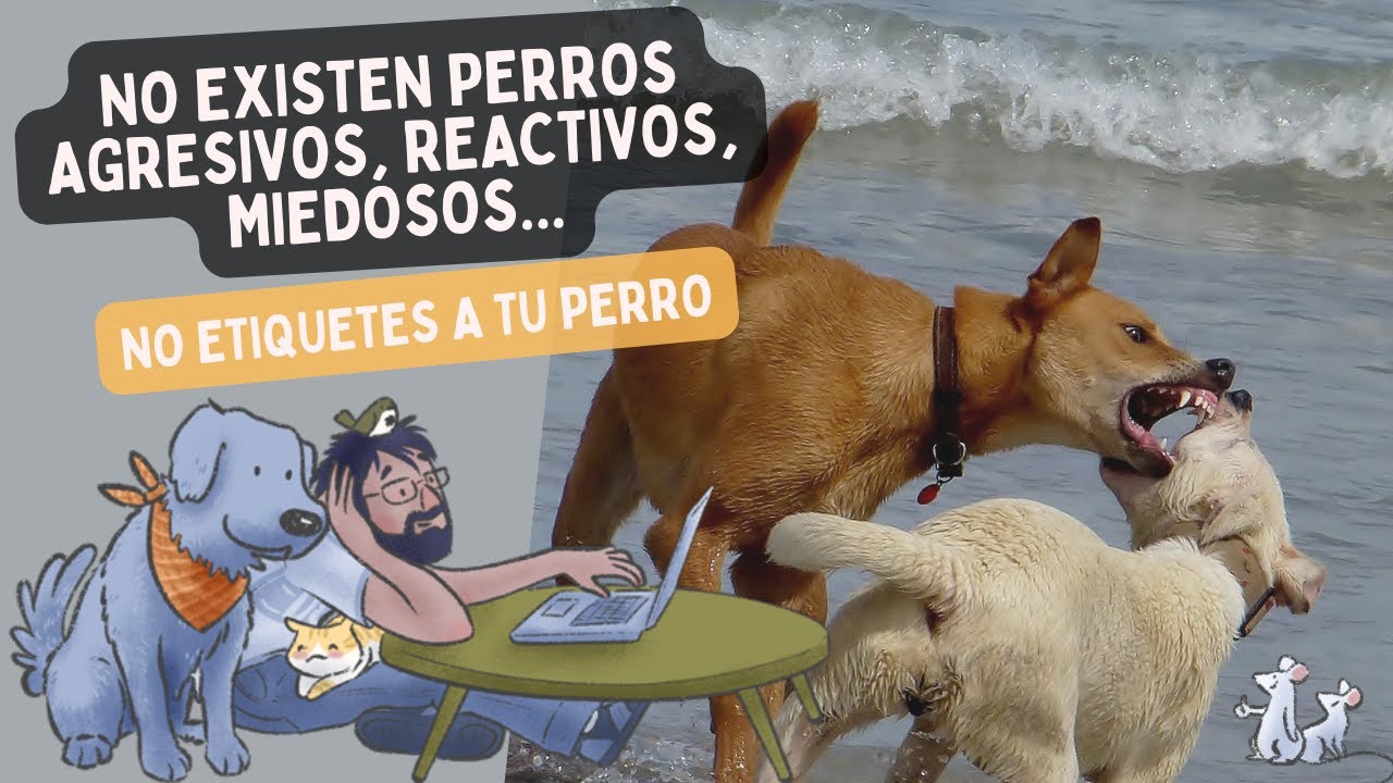 ¿PERRO REACTIVO? ¡No te creas las ETIQUETAS al 100 %!