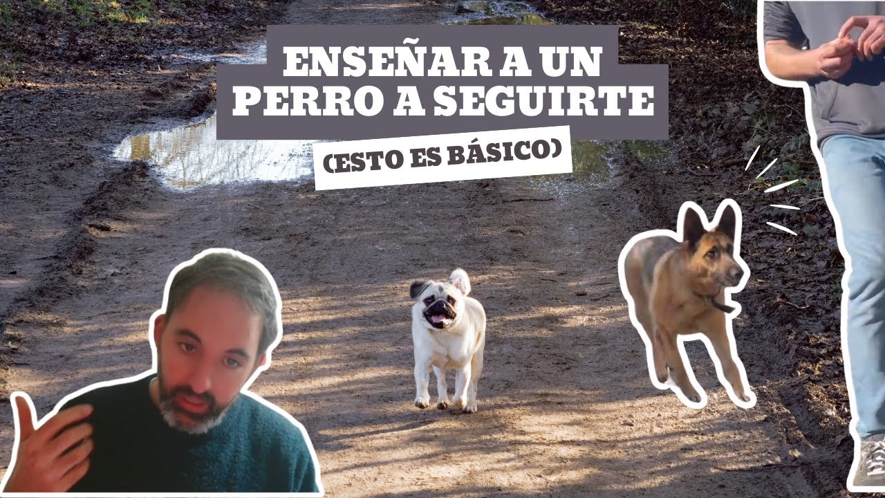 HACER QUE TU PERRO TE SIGA A TODOS LADOS (con CORREA y SIN)