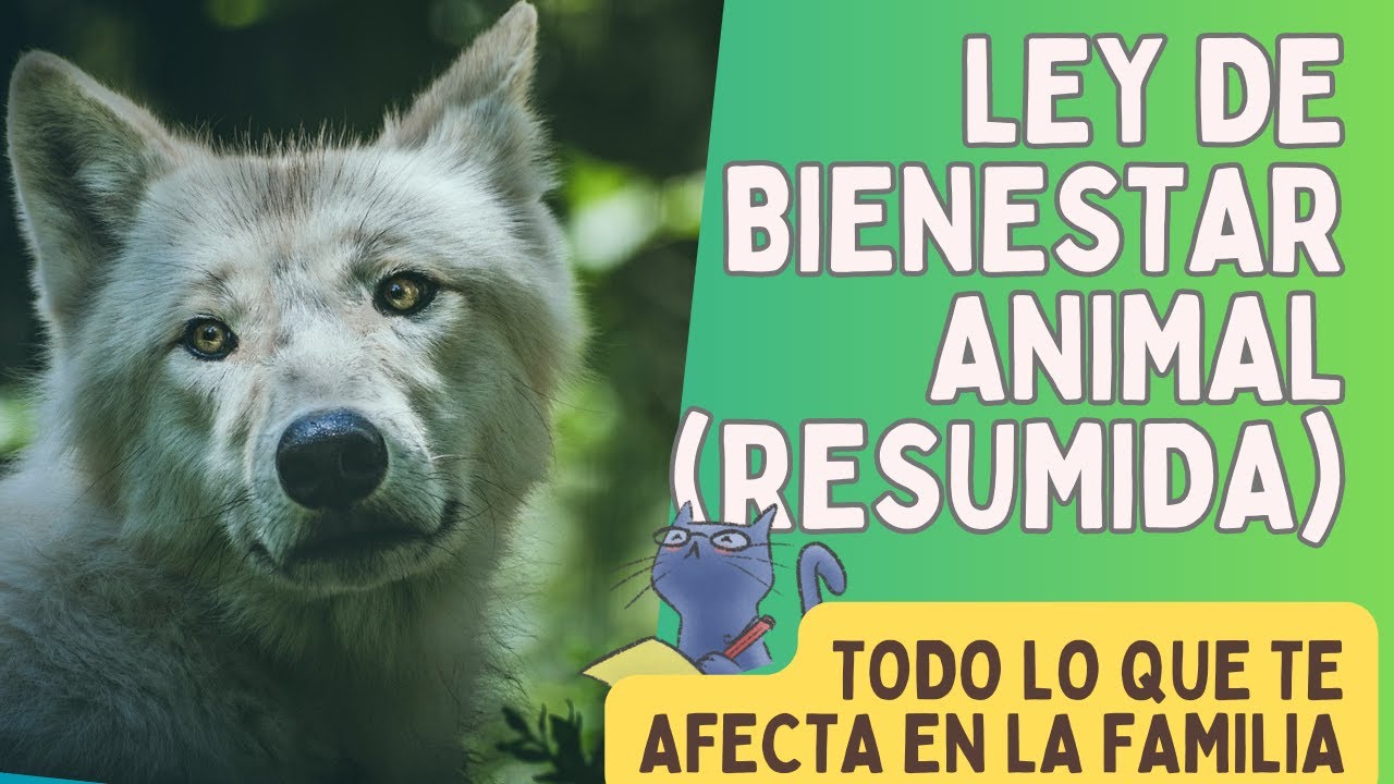 La Ley de Bienestar Animal LLEGA en SEPTIEMBRE - LO QUE TE AFECTA 🦊