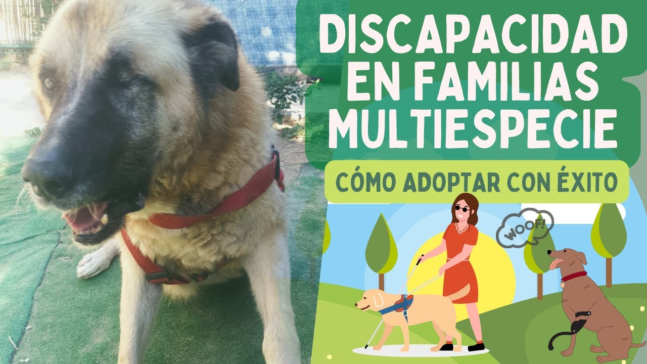 DISCAPACIDAD en PERROS y PERSONAS de la familia: adopciones, acogidas y consejos