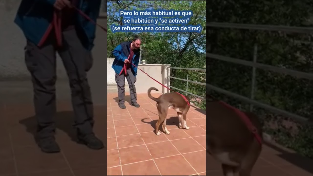 Evita tirones secos de correa con tu perro #educacioncanina #perros