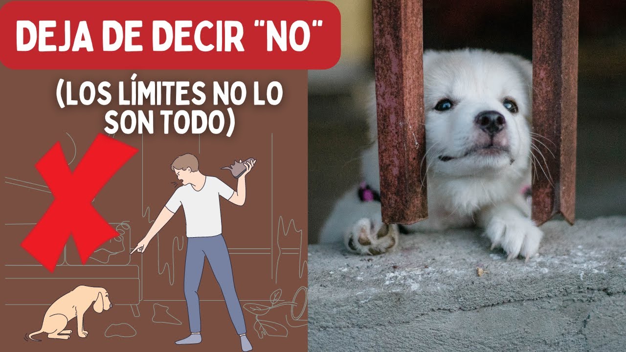DEJA DE DECIR NO❗❗❗ 🐺 (a tu perro, por lo menos)