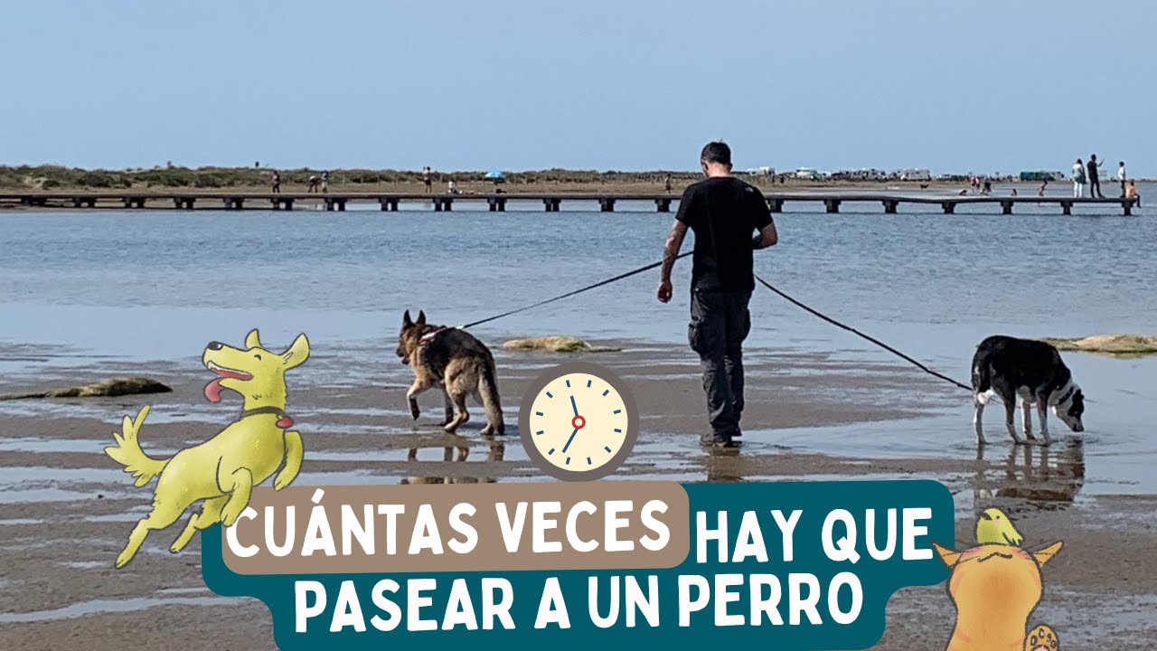 Tu perro NO NECESITA pasear TRES VECES al día  🐶 🤔❓ ¿CUÁNTAS VECES pasear?