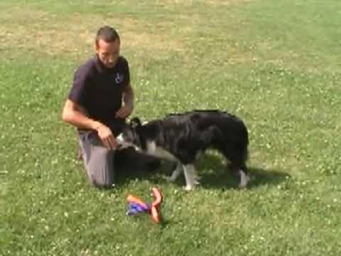 Enseña a tu PERRO a RECOGER OBJETOS | LealCan Adiestramiento