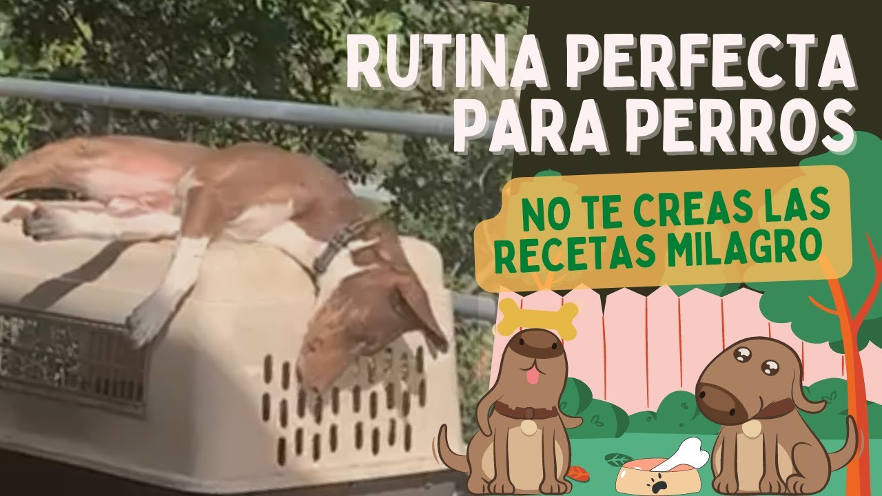 NO EXISTE la RUTINA PERFECTA para tu PERRO (¡No te comas el coco ni busques atajos, por favor!)