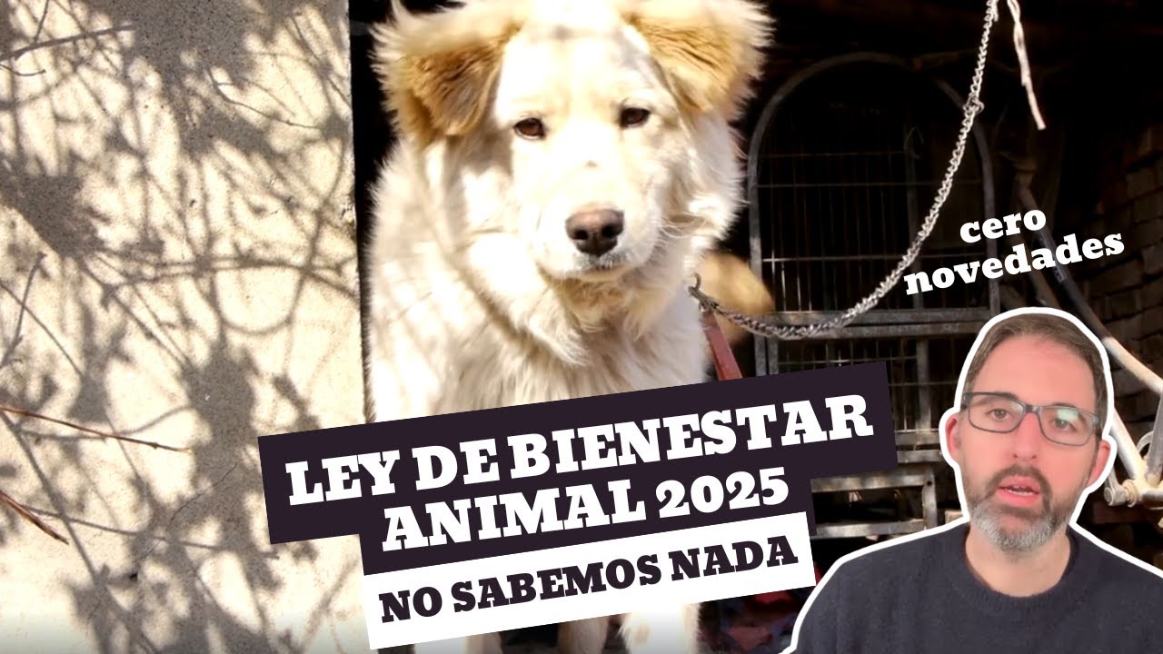 Ley de Bienestar Animal 2025 - SIN NOVEDADES A LA VISTA🤷🏻‍♂️
