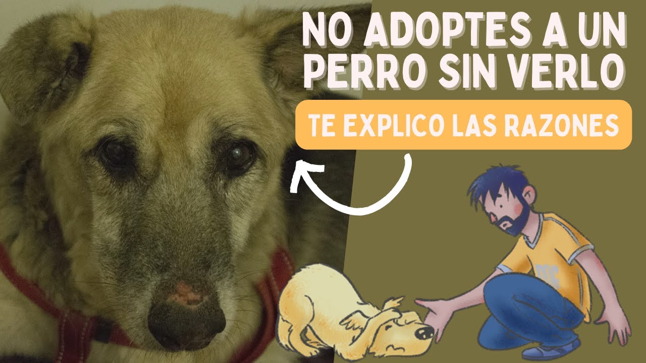 NUNCA adoptes a un perro SIN VERLO ANTES - Y por qué valorar mucho adopciones de larga distancia