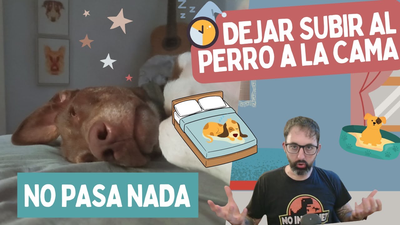 ¿Dejar DORMIR al PERRO en la CAMA? ¿Es BUENO? ¿SÍ ✔️ o NO ❌? Te doy mi OPINIÓN (con argumentos)