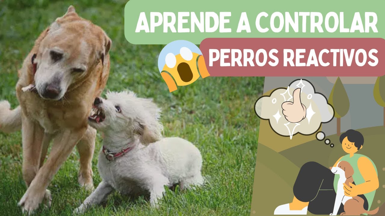 ¿PERRO REACTIVO? 🦮 APRENDE estos EJERCICIOS 💪