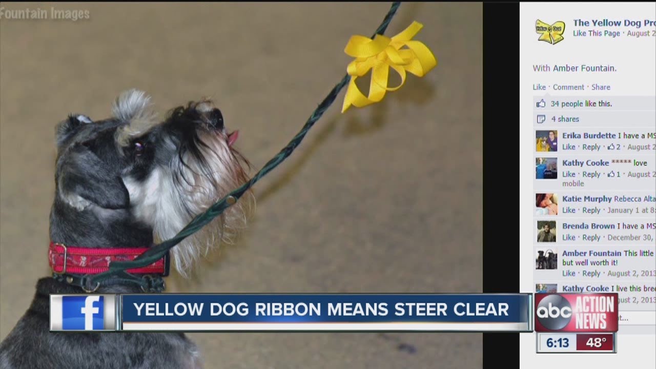 Yellow Dog Project: A yellow ribbon on a dog's leash sends important message to strangers
