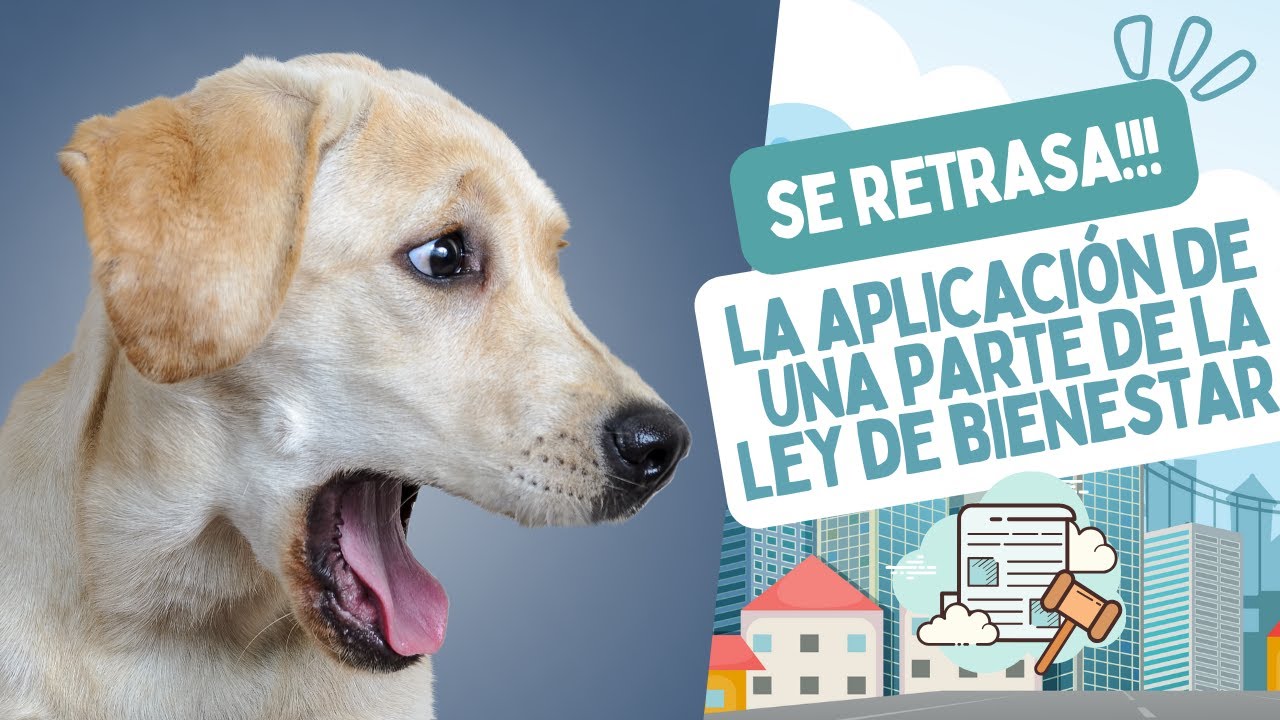 La Ley de Bienestar Animal AÚN NO se puede aplicar: ni seguro, ni curso, ni listado positivo 😲😲😲
