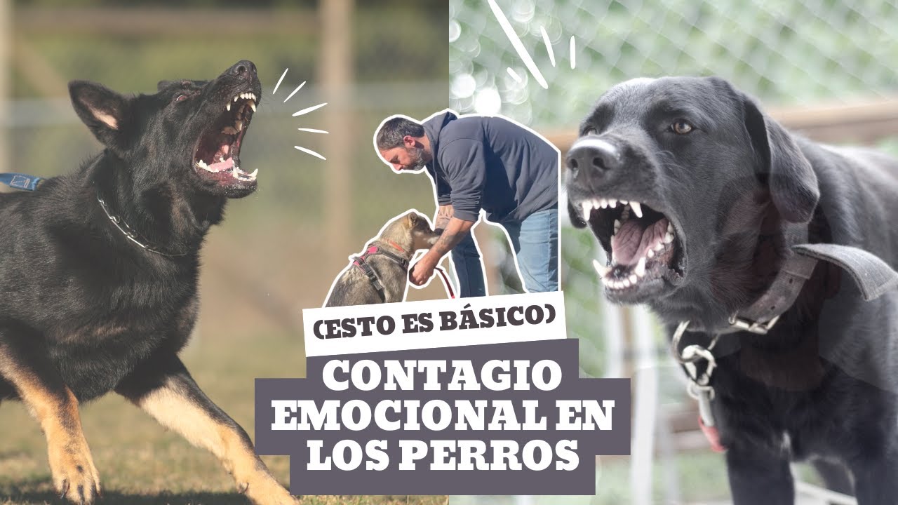SI TE PONES NERVIOSO/A, TU PERRO TAMBIÉN 🐺