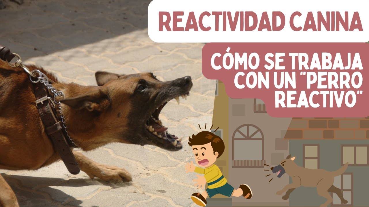 ¿Qué es un PERRO REACTIVO? ✅ Cómo trabajar la REACTIVIDAD (y corregir problemas de conducta)
