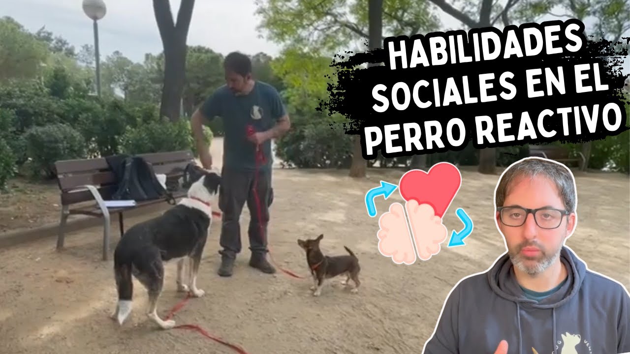 DE CONTROLAR AL PERRO REACTIVO a la ADQUISICIÓN DE HABILIDADES SOCIALES (PAHS)