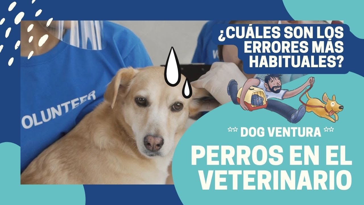 ¿Cómo actuar con el perro en el veterinario?