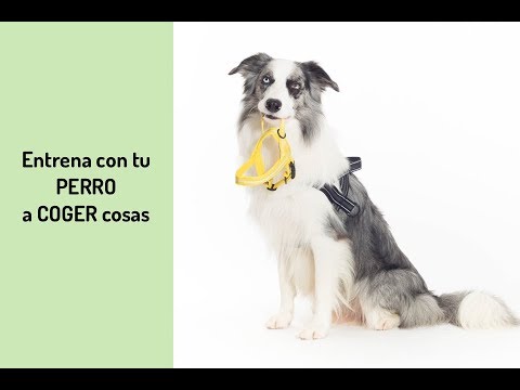 Entrena a tu PERRO a COGER COSAS 💡🐶