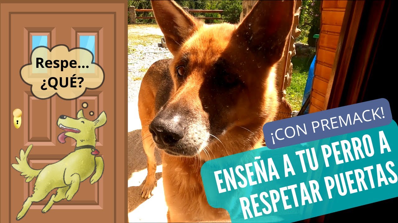 ¿Tu perro sale CORRIENDO cuando abres la PUERTA? SOLUCIÓNALO con Premack