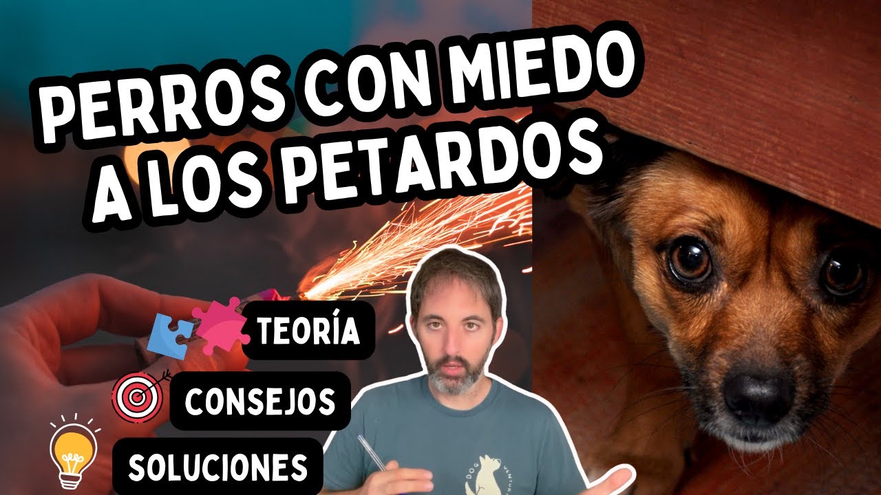 PERROS Y PETARDOS (SAN JUAN, FIN DE AÑO) - CONSEJOS Y SOLUCIONES 🧨🧨🧨
