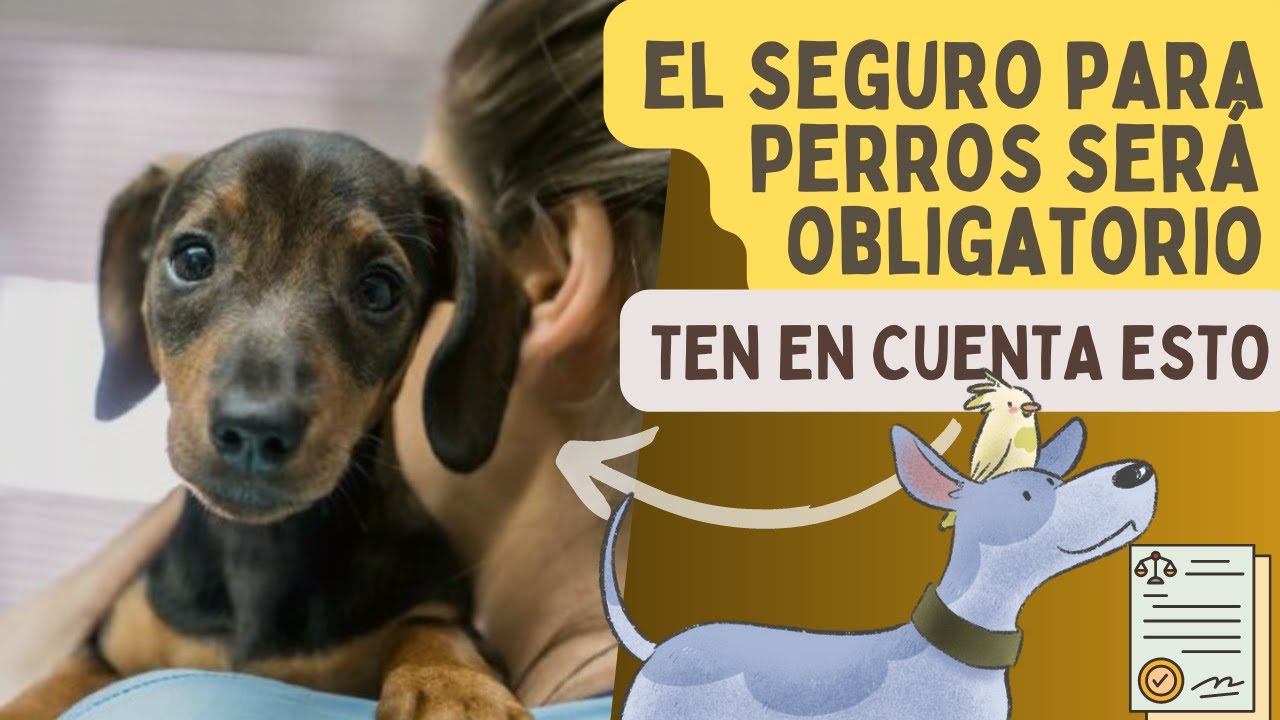 El SEGURO RC para perros con la nueva Ley de Bienestar Animal 🧑‍⚖️