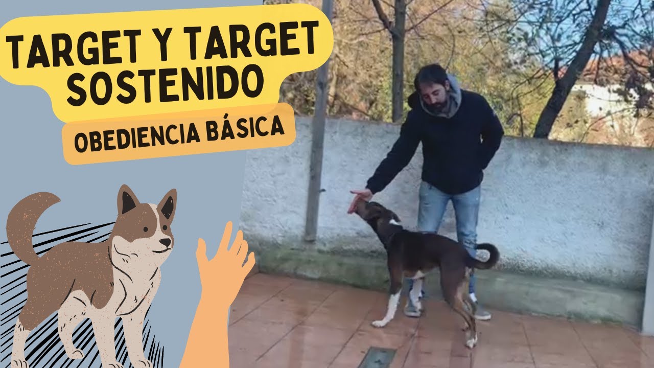 Enseña a tu perro a TOCAR TU MANO. 🖐  ¿Cuáles son los USOS del TARGET y TARGET sostenido?