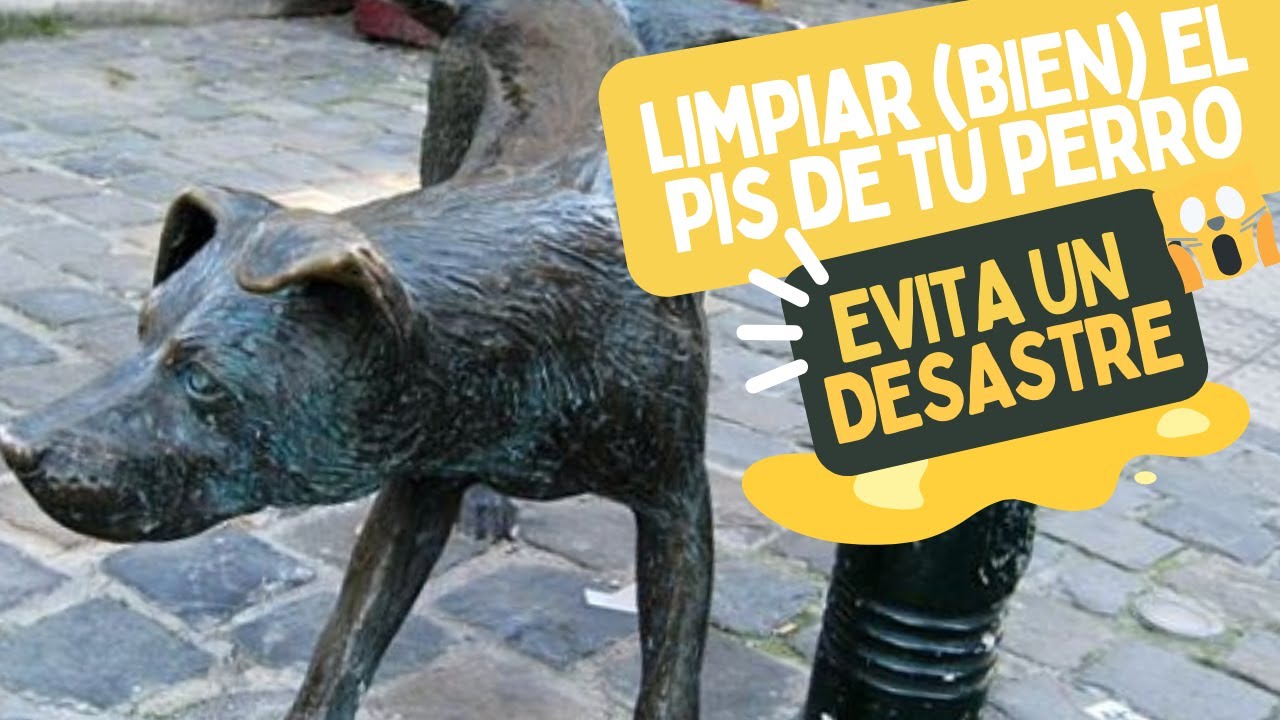 ¿Puedes estar LIMPIANDO MAL el PIS de tu perro? Sí, puedes, y es más  importante de lo que crees