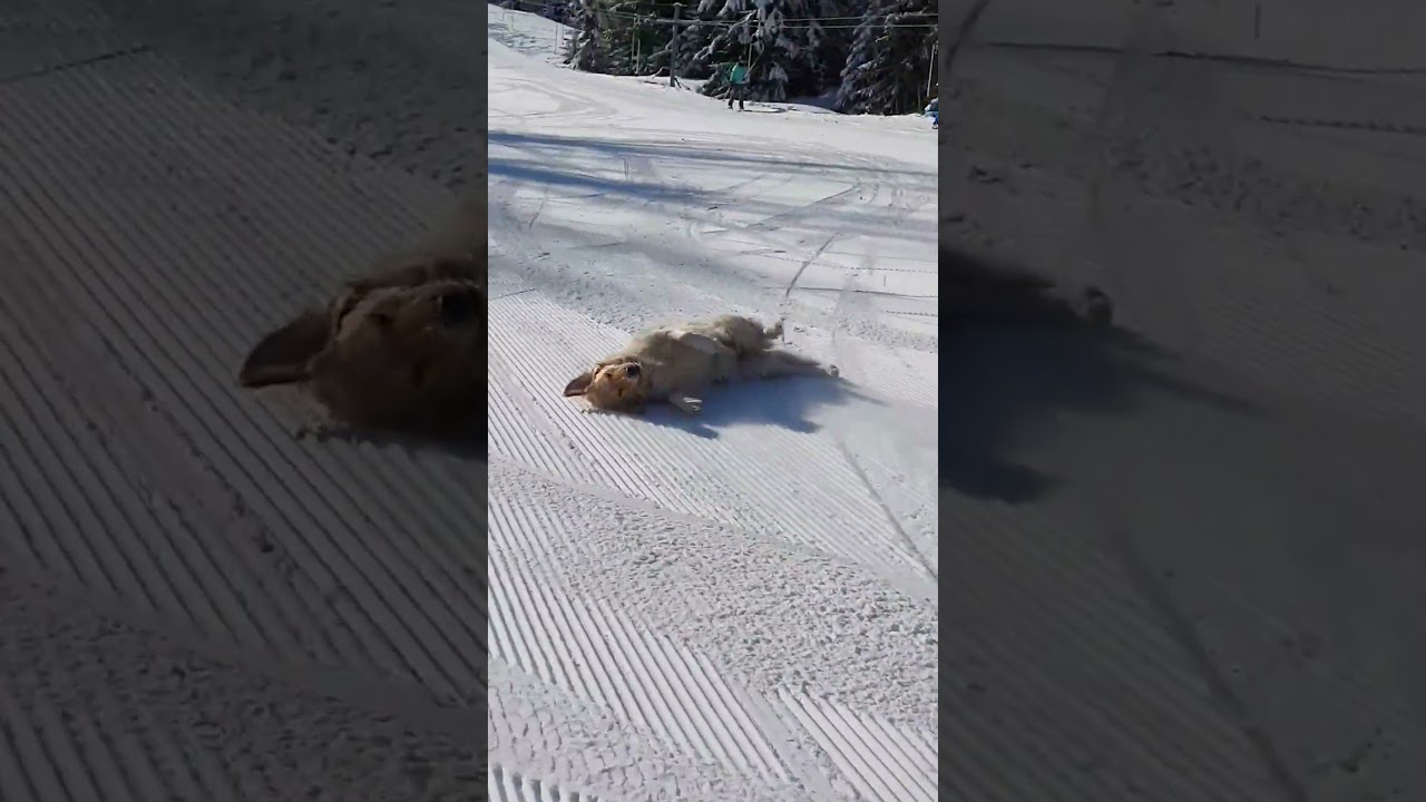 Golden Retriever Enjoys Sliding on Snow