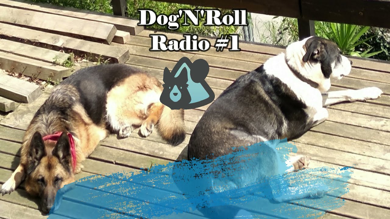 Dog'N'Roll Radio #1   Golpes de calor