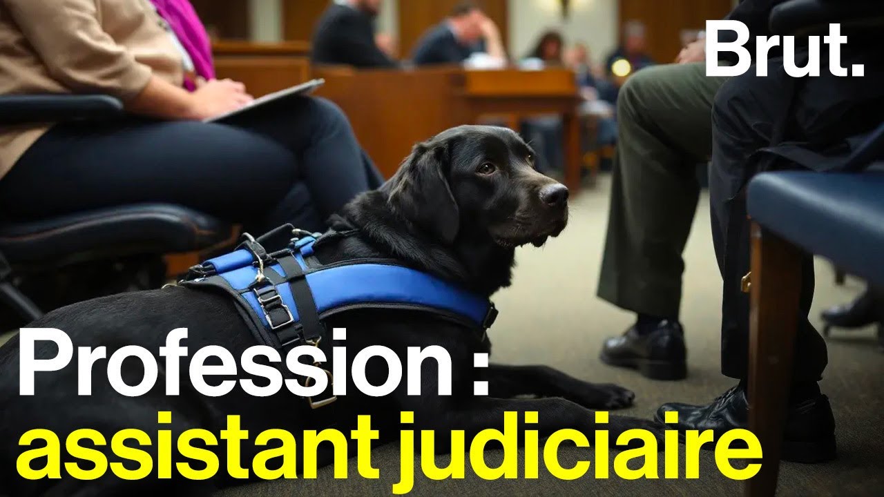 Procès le Scouarnec : les chiens d'assistance judiciaire au secours des victimes