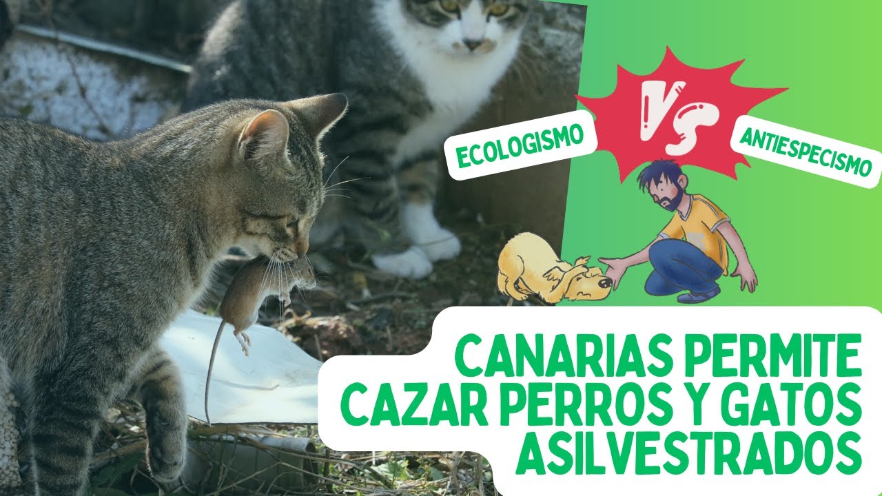 Canarias permitirá CAZAR PERROS, GATOS y hurones 🐶🐱 hasta SEPTIEMBRE de 2023