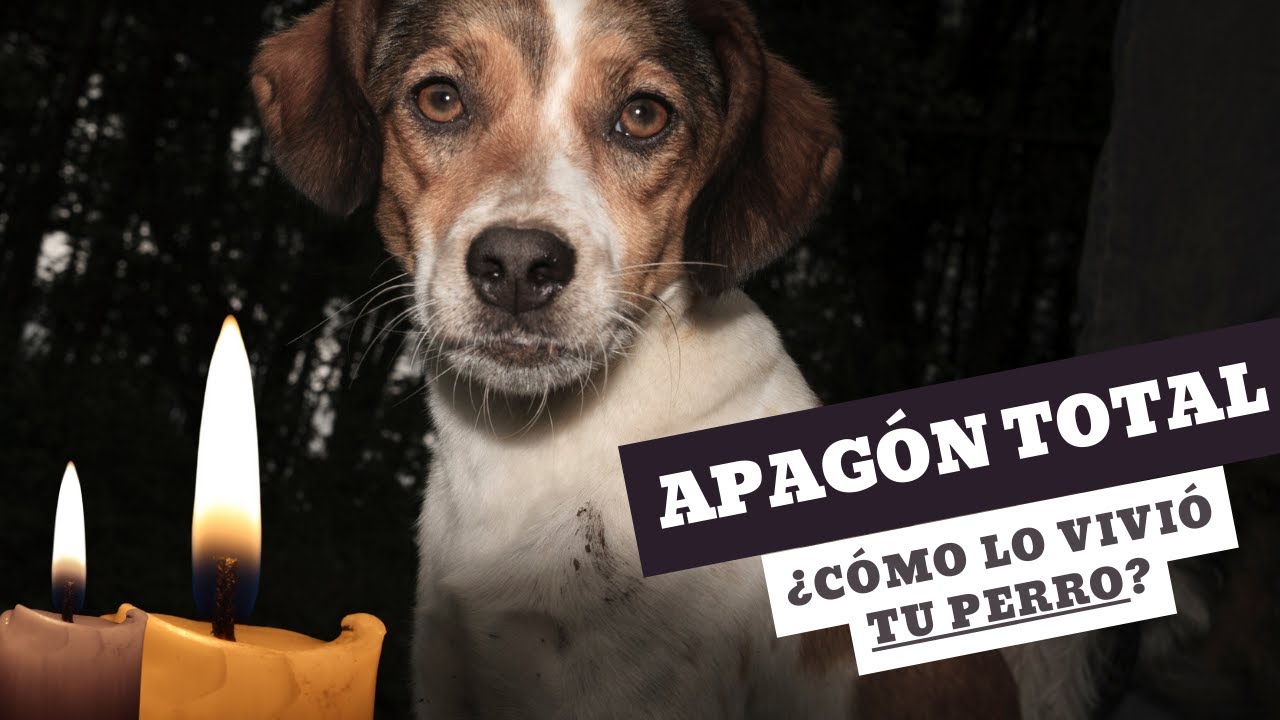 APAGON TOTAL, ¿Y TU PERRO FELIZ? (LECCIONES DEL LUNES PASADO)
