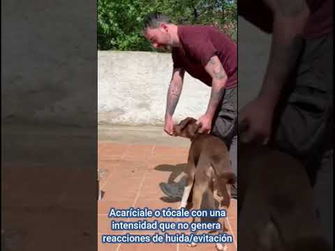 Cómo acostumbrar a tu perro a las caricias #educacioncanina #perros #shorts