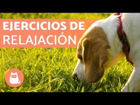 Ejercicio de relajación y olfato para perros: EL SEMBRADO