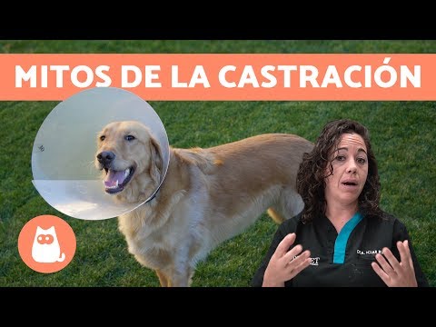 MITOS sobre la CASTRACIÓN EN PERROS ❌ ¡Deja de creértelos!