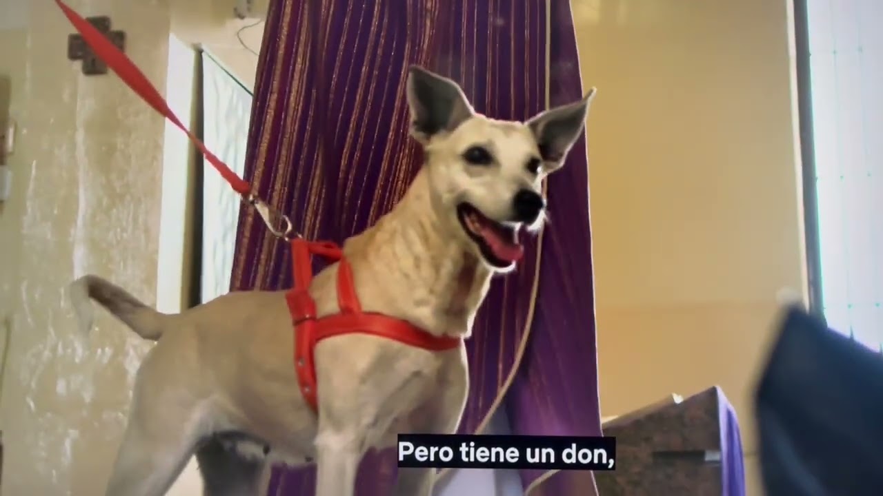 Padre Joao Paulo Araujo Gomes - ofreciendo adopción