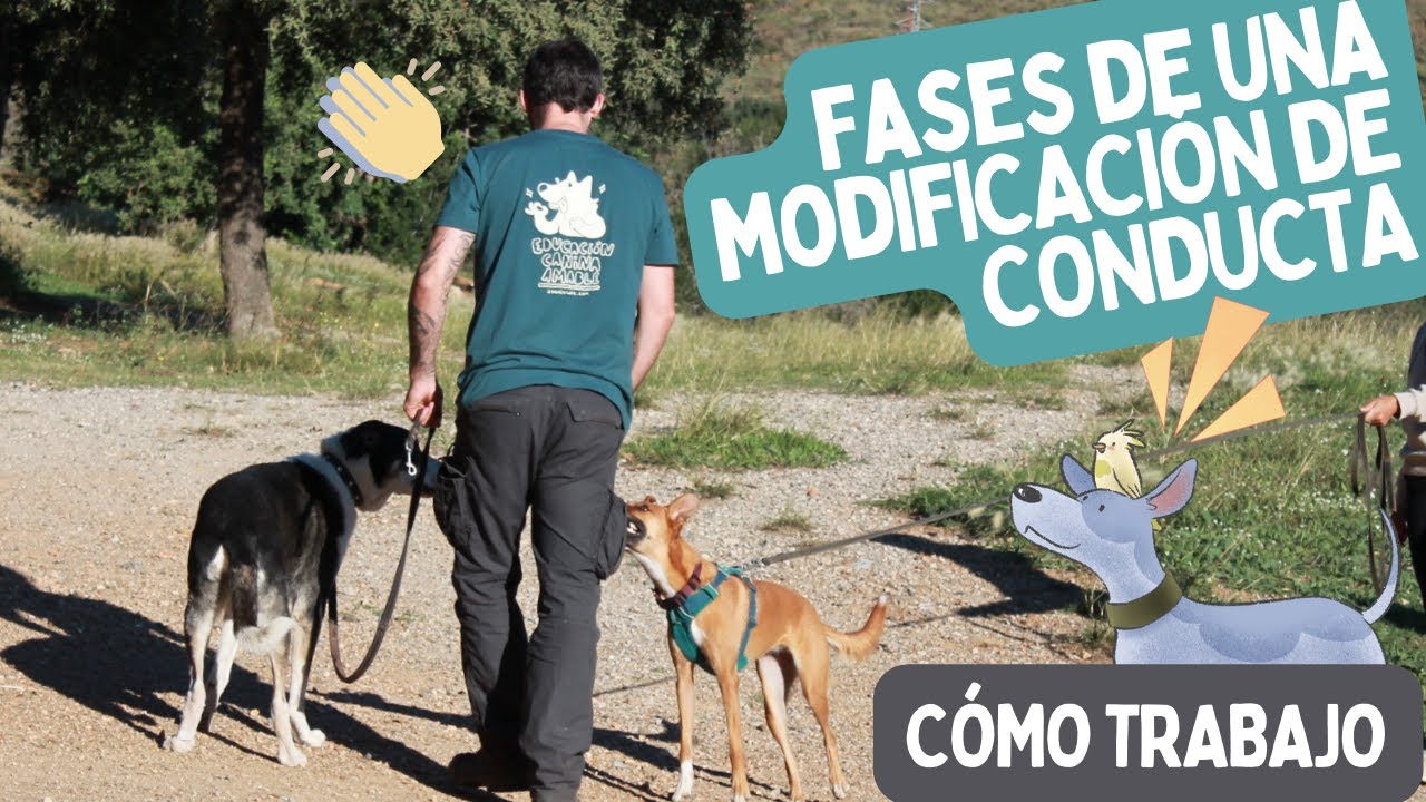 Educador CANINO 🐶🎓 explica cómo TRABAJA MODIFICACIÓN DE CONDUCTA