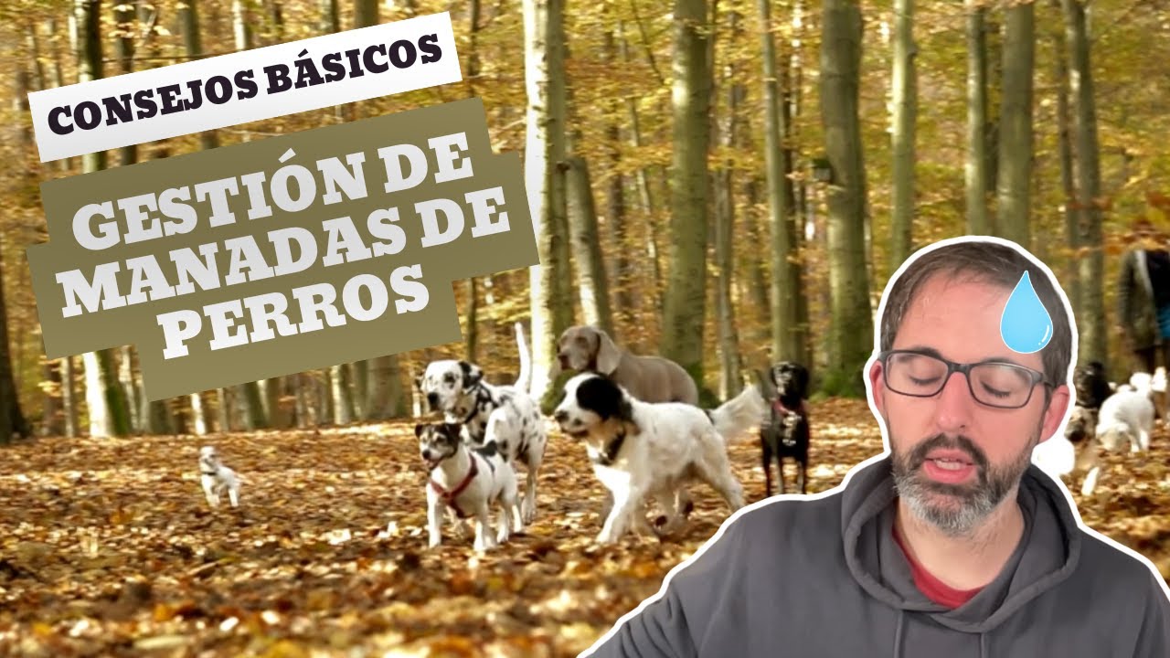 CONVIVIR EN MANADA: CÓMO GESTIONAR VARIOS PERROS 🐺