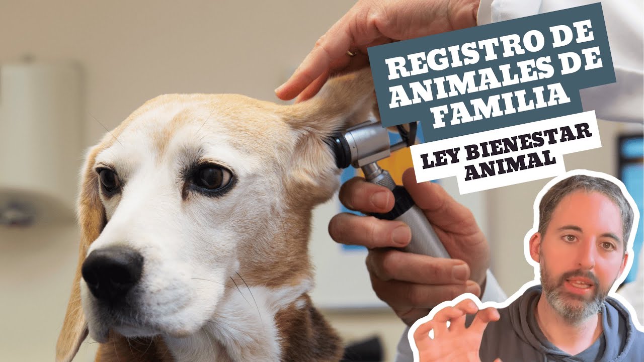 EL REGISTRO CENTRALIZADO PARA LOS ANIMALES DE FAMILIA. Lo que sabemos.