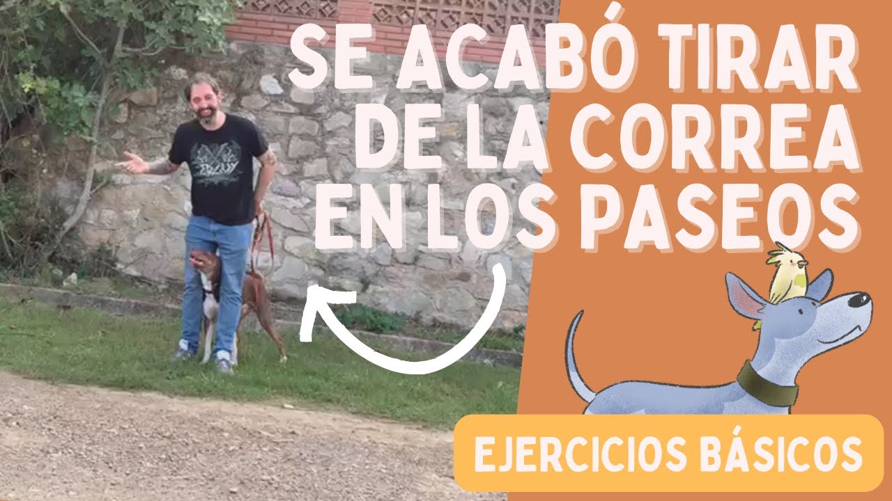 ¡Enseña a tu perro a pasear SIN TIRAR de la CORREA! De paso, entiende por qué está tirando ;-)