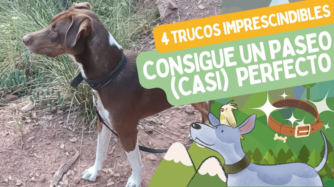 El secreto para un PASEO PERFECTO con tu perro 🤫