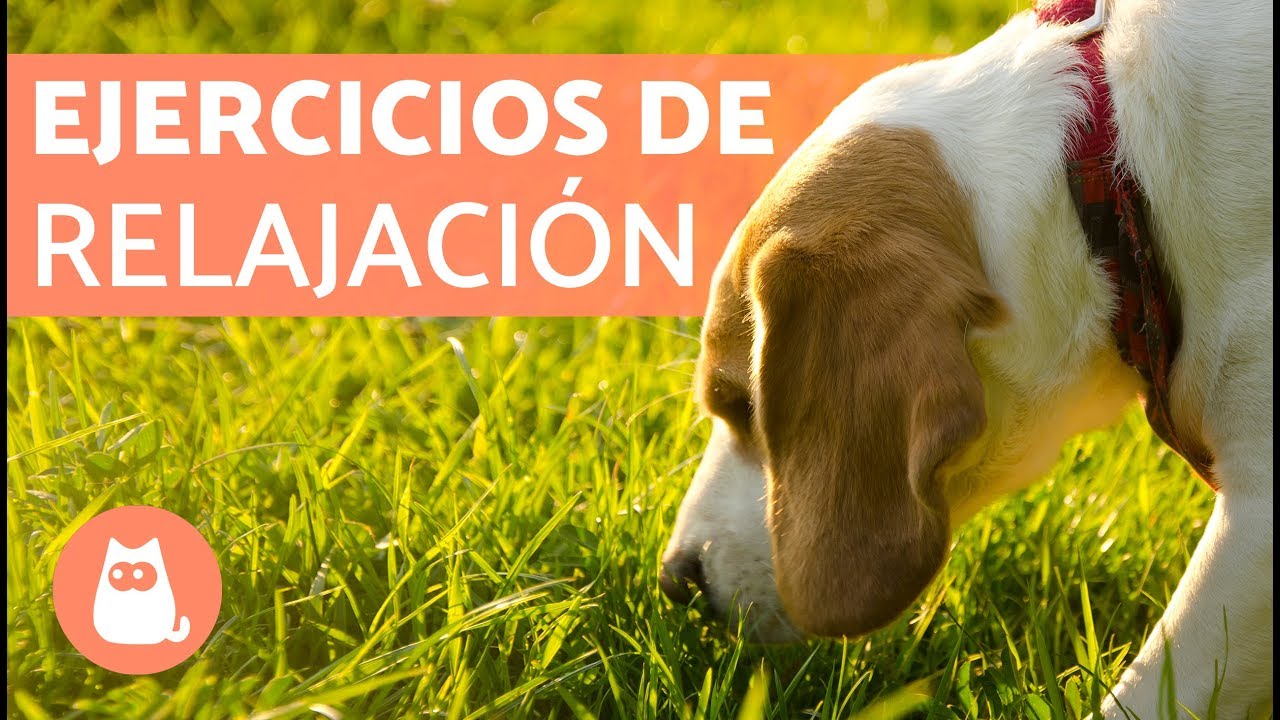 Ejercicio de relajación y olfato para perros: EL SEMBRADO