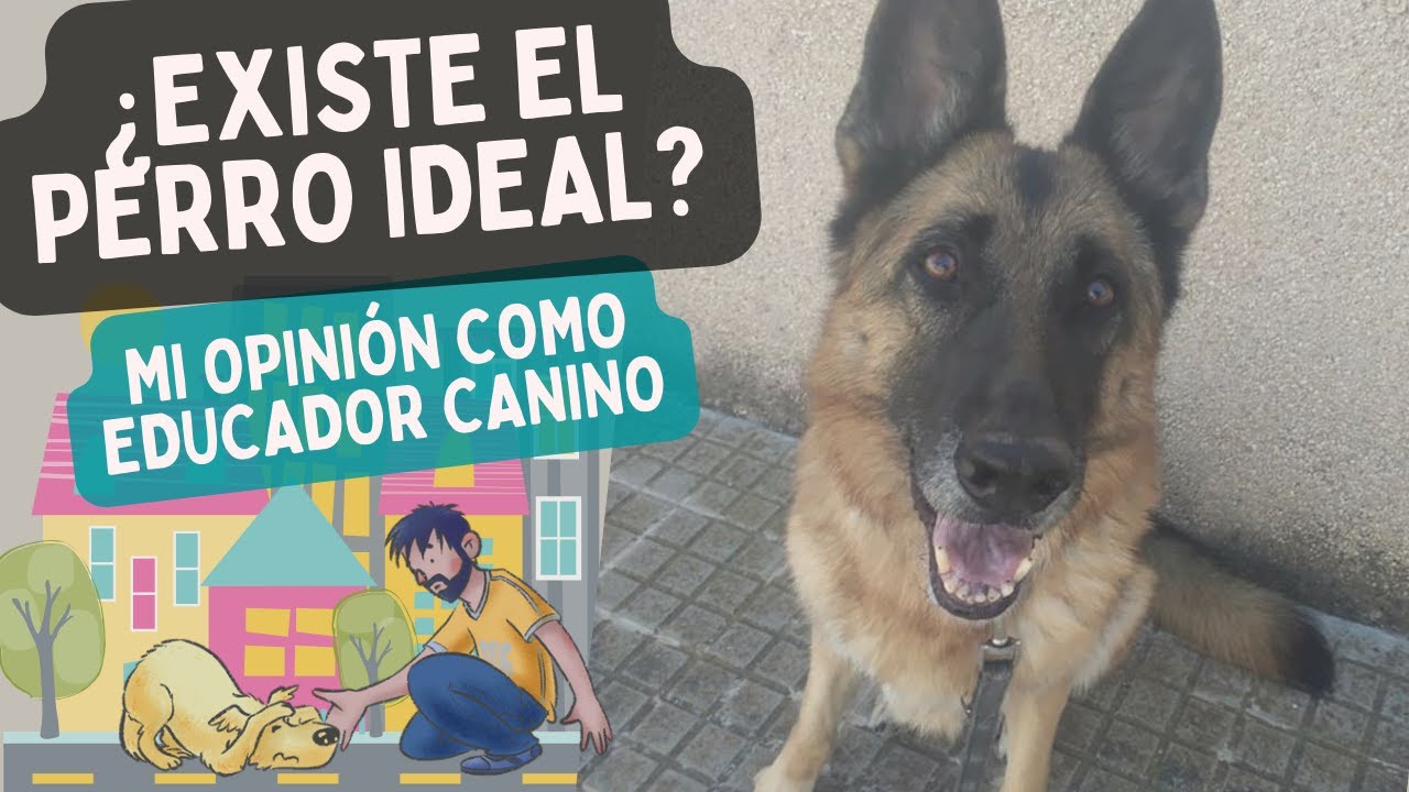 ¿Cómo es el PERRO IDEAL? ¿Existe? ¿Qué debemos BUSCAR en un perro para la familia?