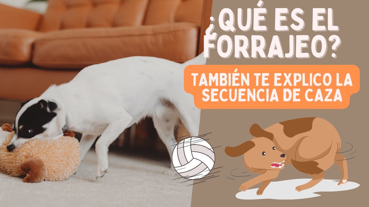 El FORRAJEO en los PERROS (y por qué te interesa saber más del tema)